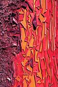 Peeling_madrone