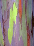 Rainbow_eucalyptus