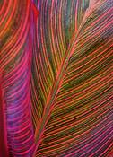 Red_and_green_leaves