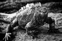 Lizard