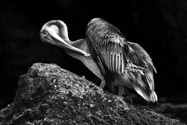 Young_pelican