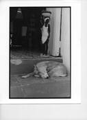 Paladar_dog