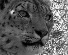 Cat_eyes