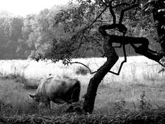 Cow_pasture