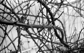 Rosa_virginiana_12