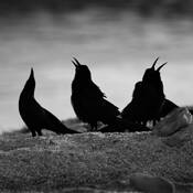Chorus