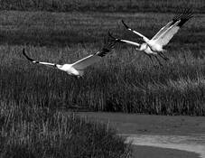 Whooping_crane_family