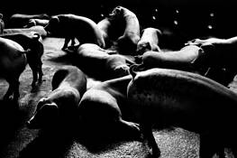 Pig_farm