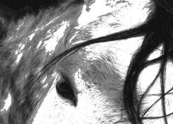 Bad_hair_day_at_the_barn__2