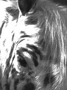 Bad_hair_day_at_the_barn__4