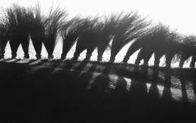 Bad_hair_day_at_the_barn