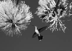 Agave_whisperer