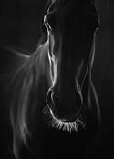 Black_horse