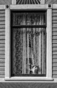Cat_in_window
