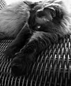 Pasha_the_cat
