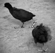 Coot_1