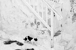 Catwalk