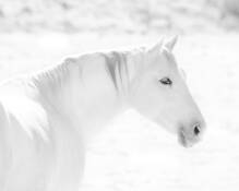 Blanco_logo