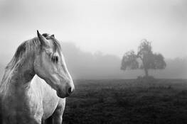 Horse_and_tree_in_fog