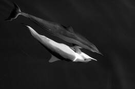 Two_dolphins