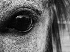 Up_close