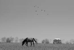 The_black_the_white_and_birds