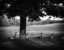 Geese