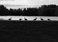 Geese