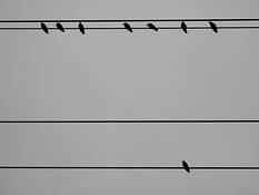 Tweets