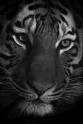 Zoo_portrait_3