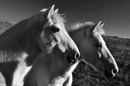 Wild_horses_of_camague