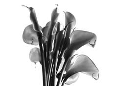 Lilies
