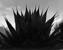 Spiked