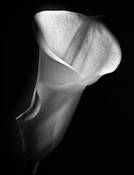 Calla_shadows