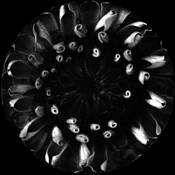 Flowersphere__31