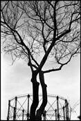 Tree_and_gasworks_2