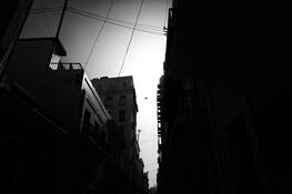 Bird_in_flight