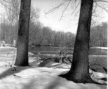 Trees_at_the_falls