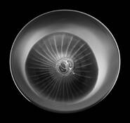 Striped_onion