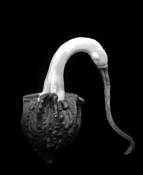 Swan