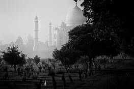 The_bird_and_taj