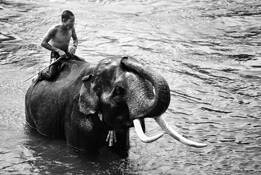 Elephate_wade