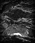 Petrified_3