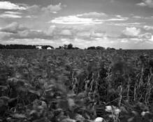 Bean_field