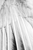 Feathers