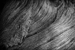 Tree_root_detail