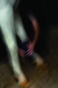 Armson_horse_leg
