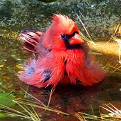 Bird_bath