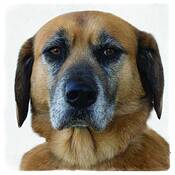 Mutt_shot
