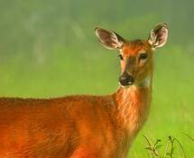 Doe_in_the_mist
